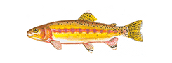Golden Trout